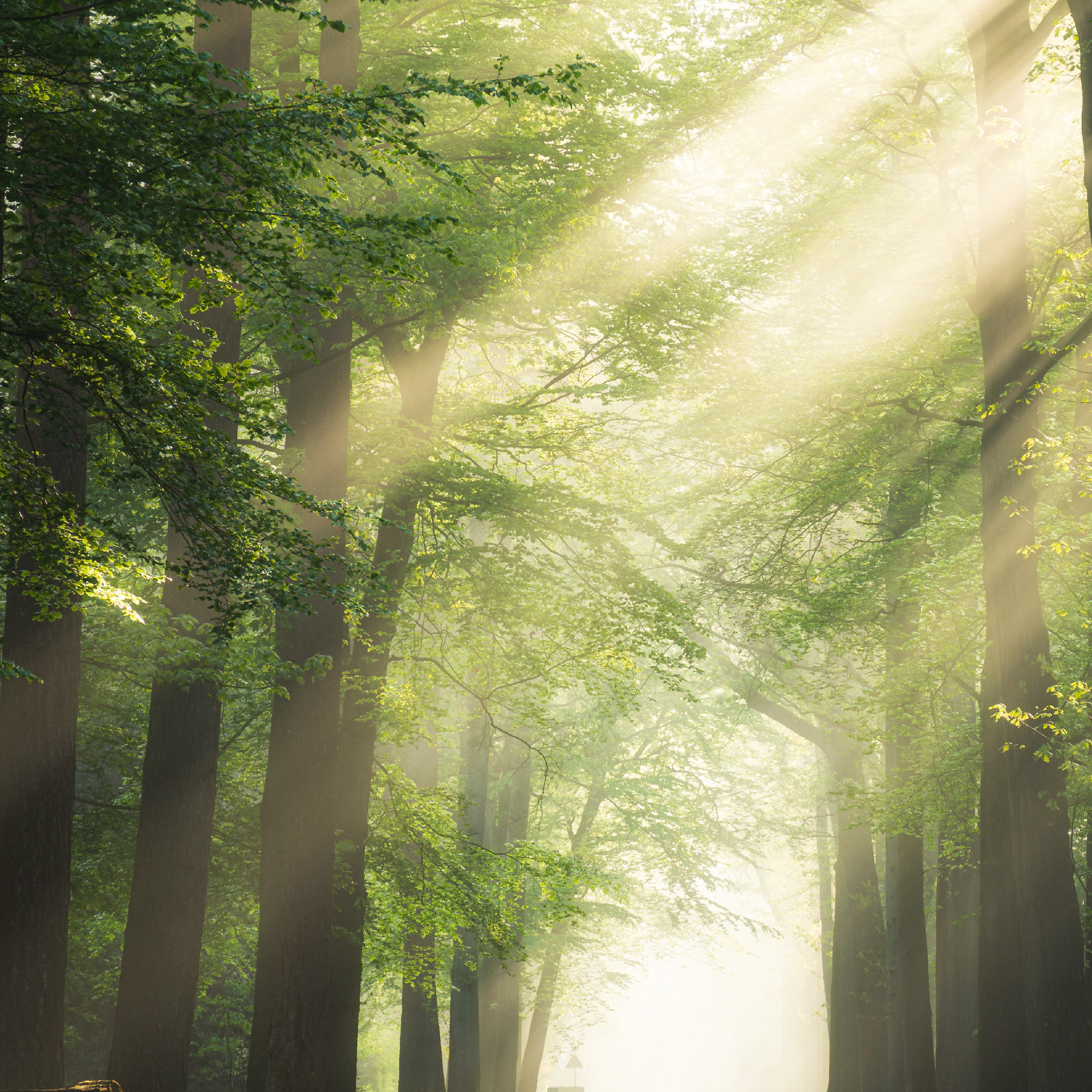 Forest with sun peaking through leaves