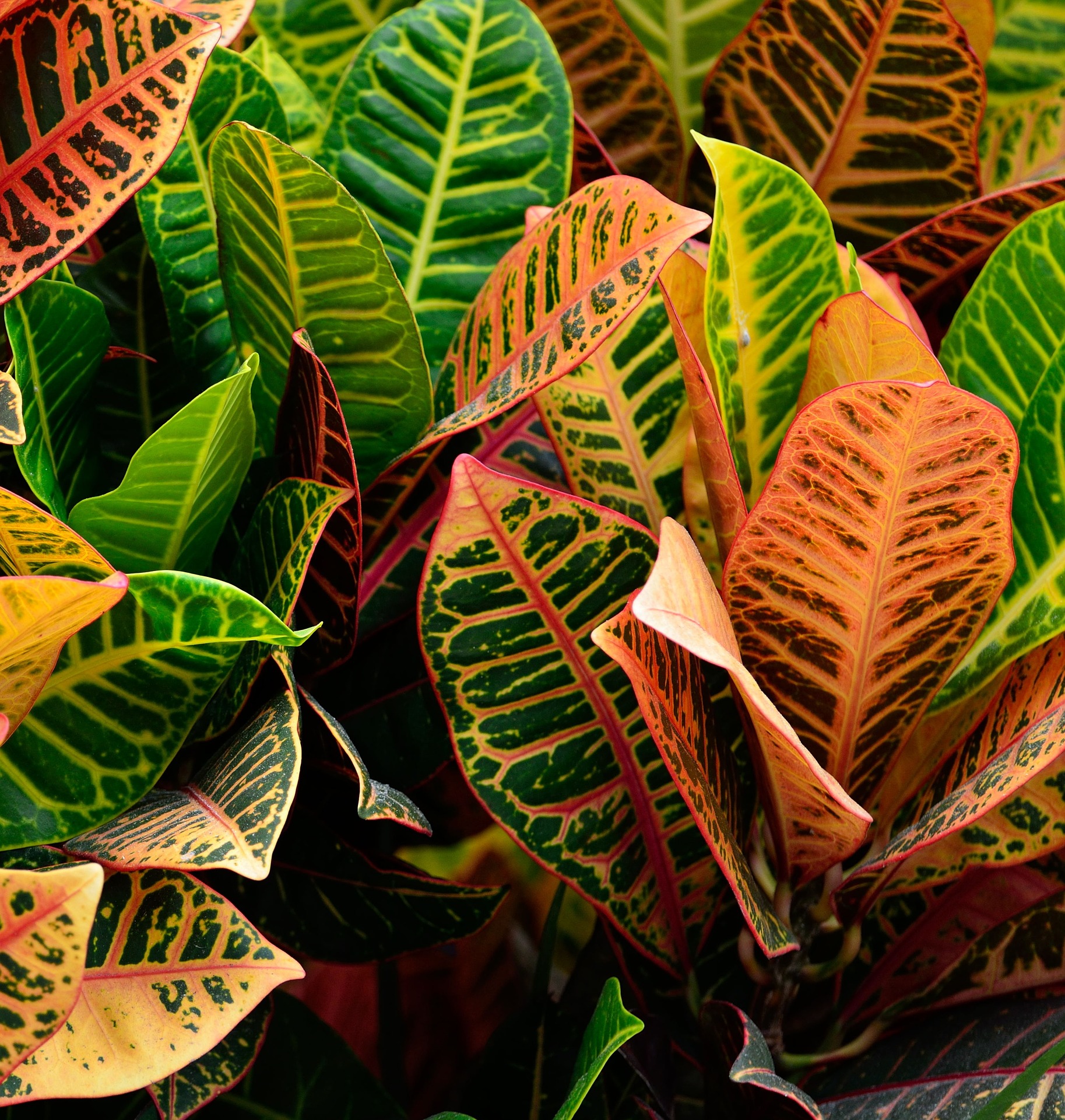 Colorful leaves