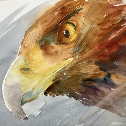 Watercolor painting of eagle