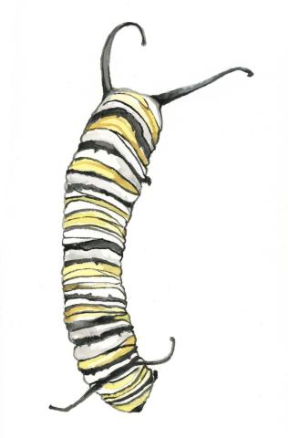 Watercolor Caterpillar