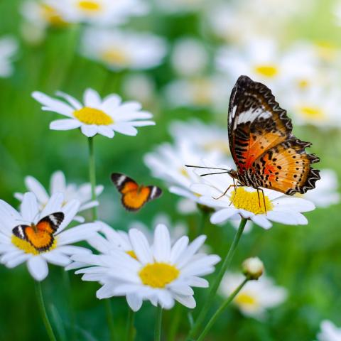 Butterflies and flowers