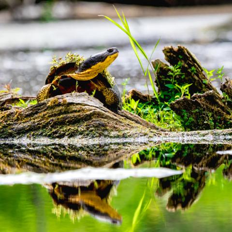 Blandings Turtle