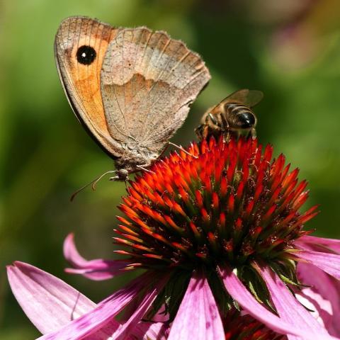 Butterfly and bee on coneflower