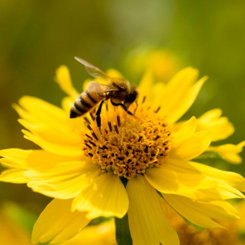 Bee on flower