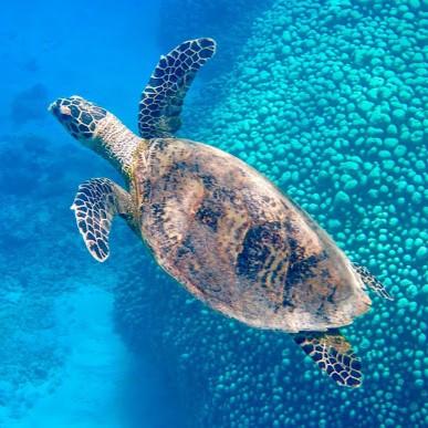 Sea turtle swimming in Great Barrier Reef, Australia