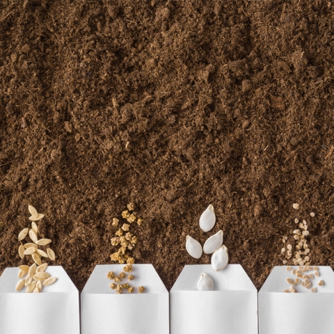 Seeds in packets laying on dirt