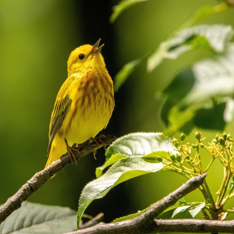 yellow bird on branch