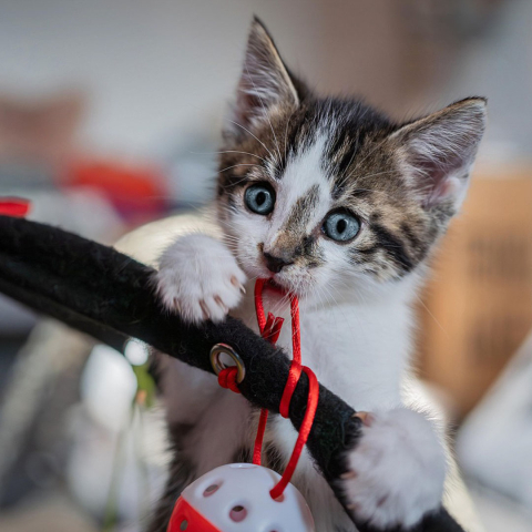 Kitten holding a string in it's mouth