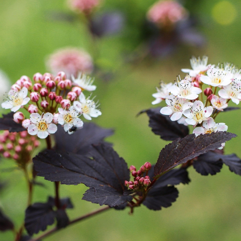 Ninebark shrub with white flowers and dark green leaves