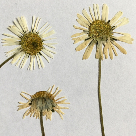 Pressed, dried flowers on paper
