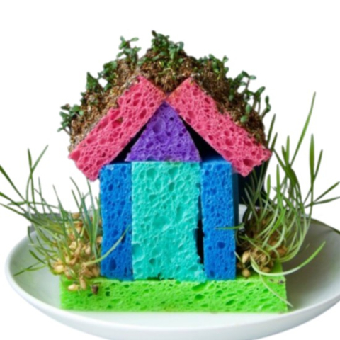 House made of sponges with seeds sprouting on roof