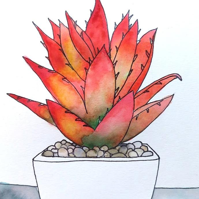 Succulent watercolor painting