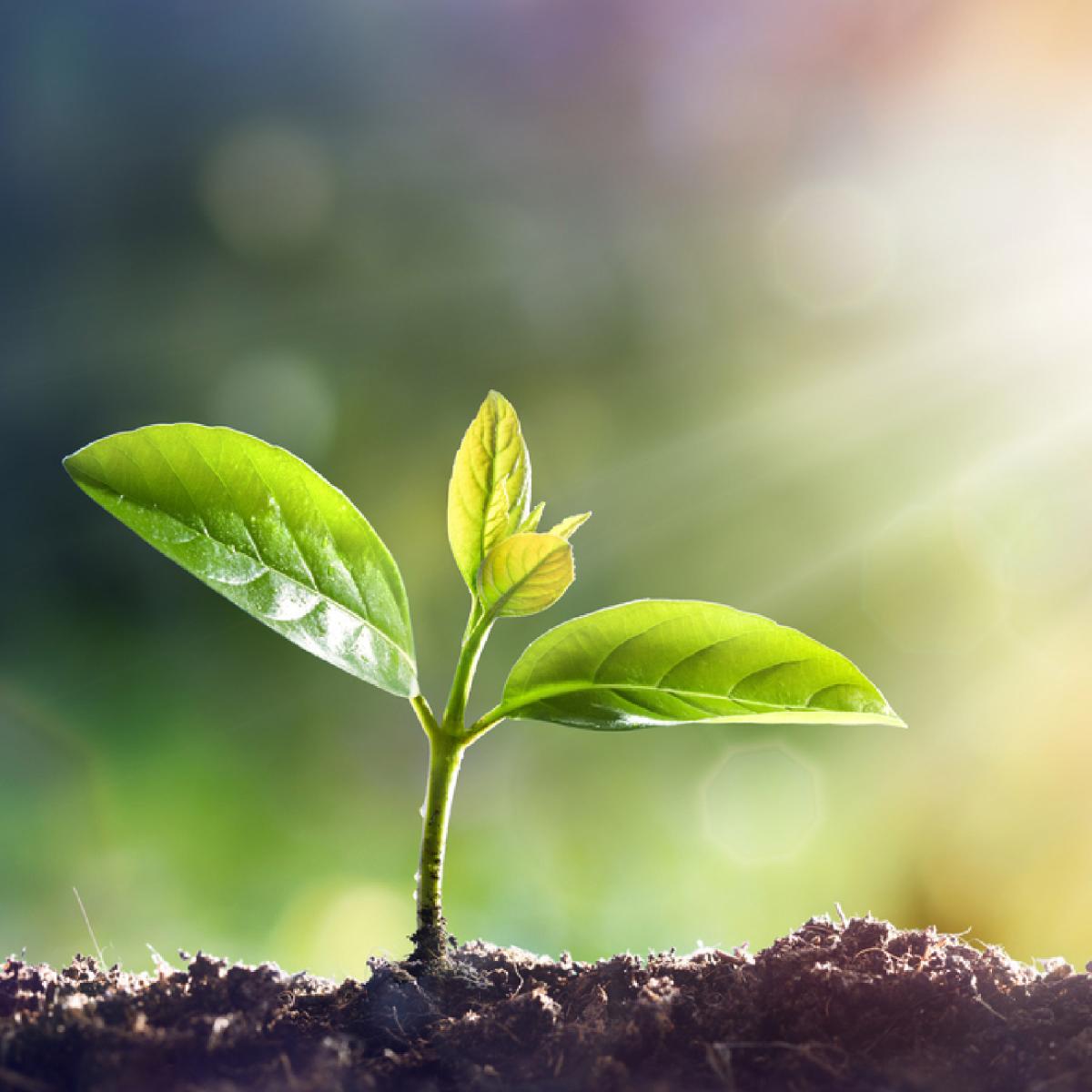 Plant coming out of the dirt