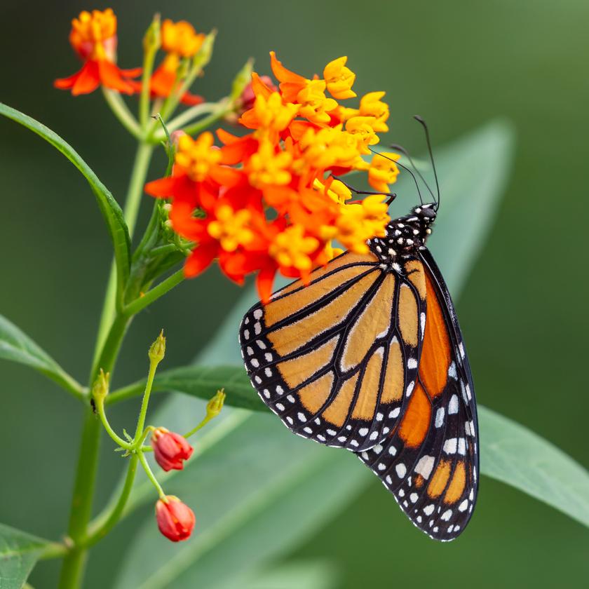 Butterfly on a orange and yellow flower