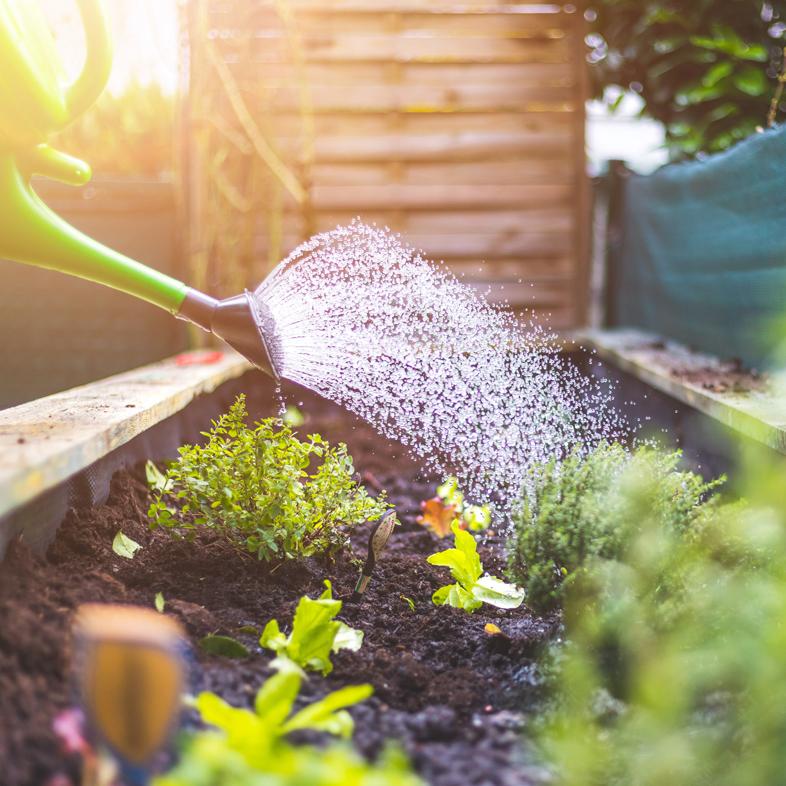 Watering can watering a flower bed