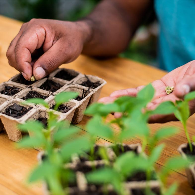 Person planting seeds