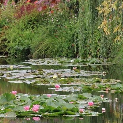 Monet's garden in Giverny