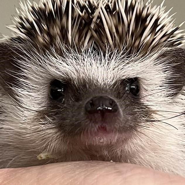 Hedgehog held by human hand