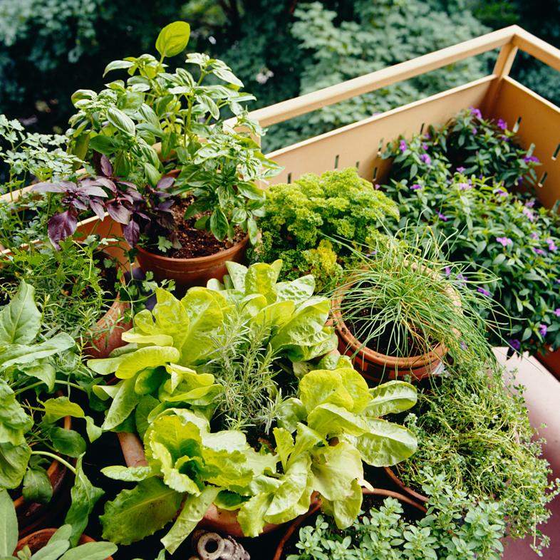 herb garden