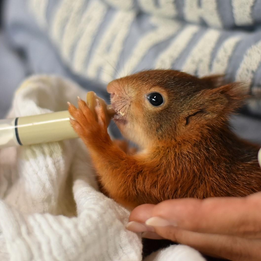 person hand feeding baby squirrel with syringe