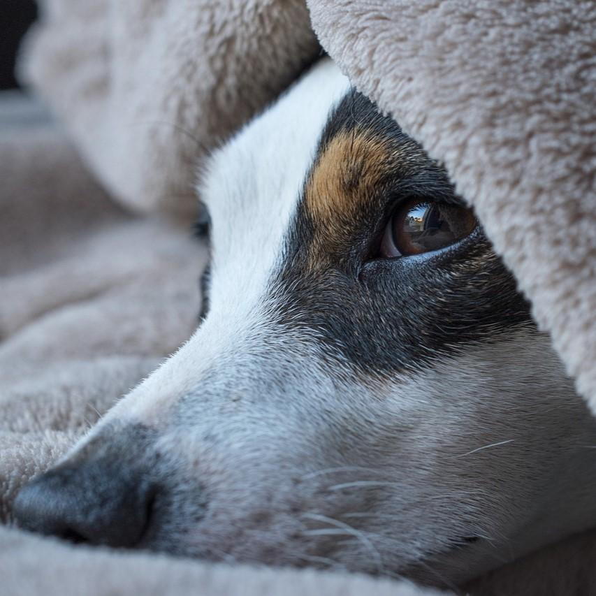 Dog peeking out from under blanket