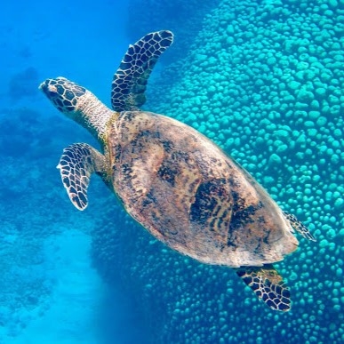 Sea turtle swimming in Great Barrier Reef, Australia