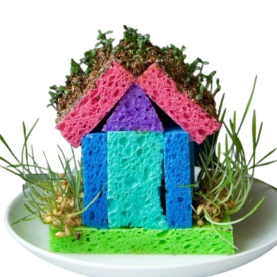 House made of sponges with seeds sprouting on roof
